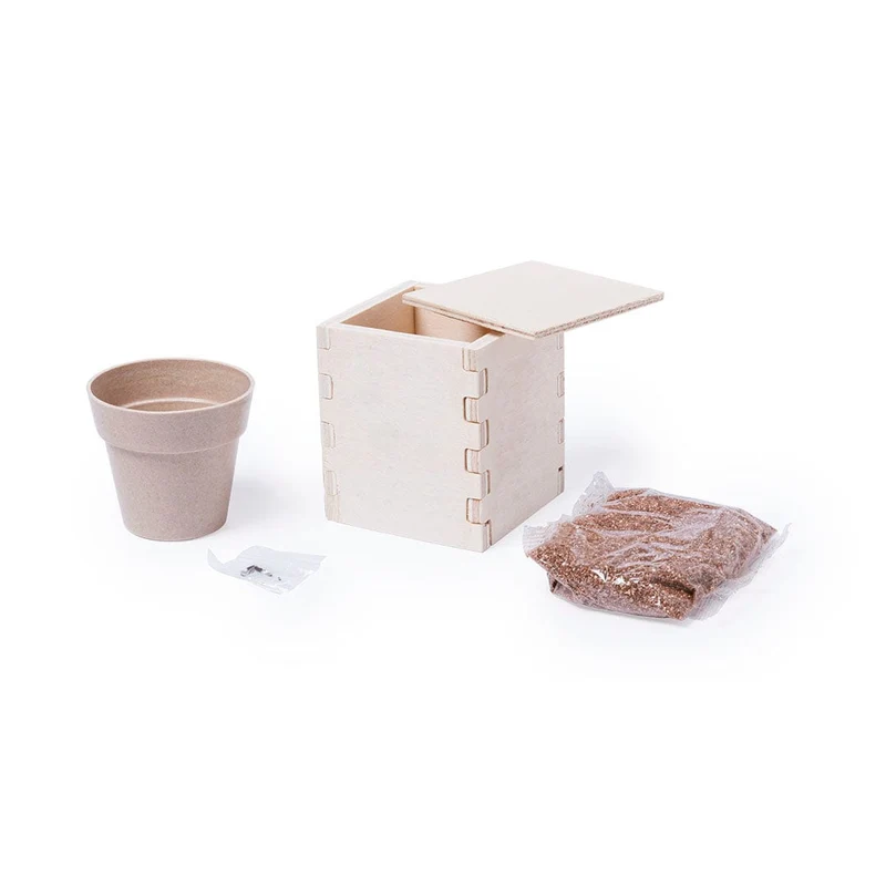Vaso con Piantina Basse Quantità