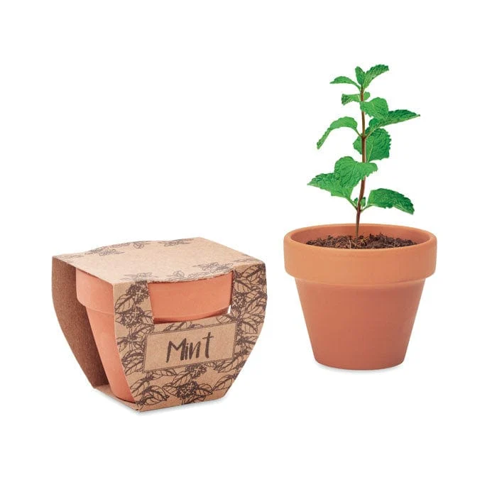 Semi di menta in vaso