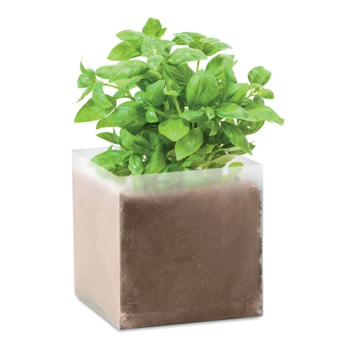 Semi di basilico